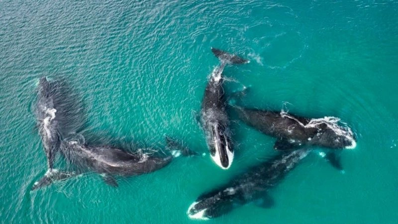 Tuổi thọ động vật hành trình sống của tự nhiên