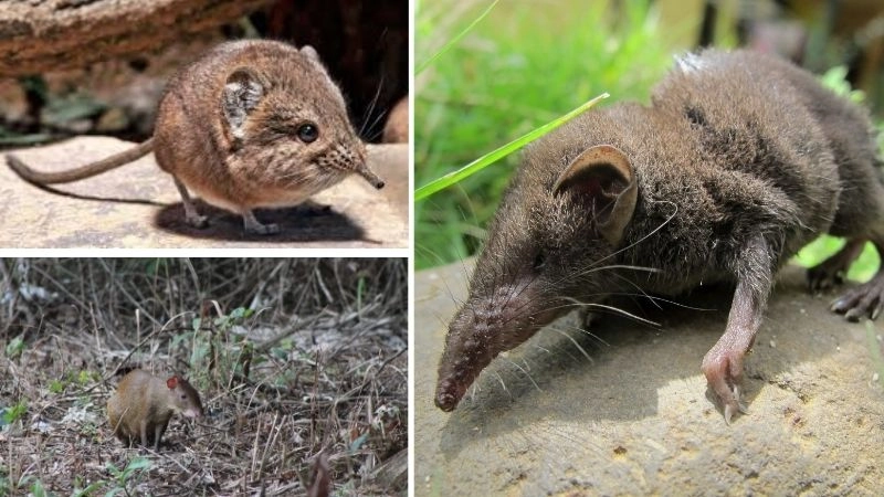 Ăn nhiều nhất và ý nghĩa sinh học