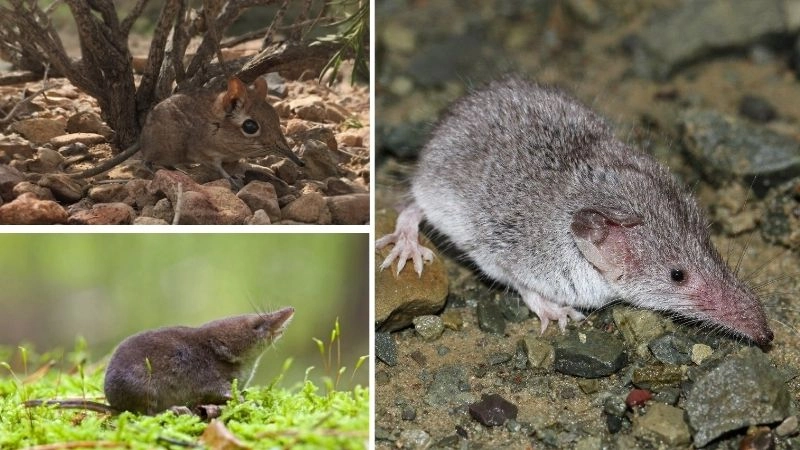 Chuột chù và vai trò trong hệ sinh thái