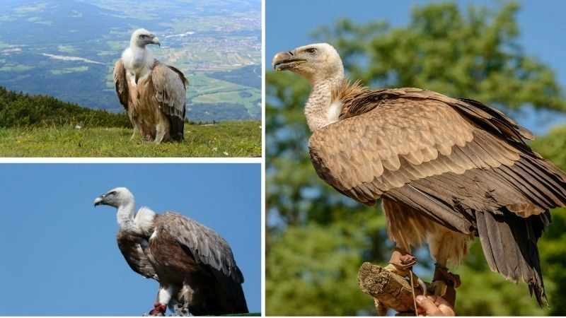 Động vật ăn xác và vai trò sinh thái