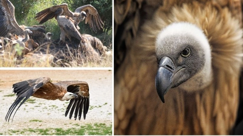 Vai trò động vật và đa dạng sinh học