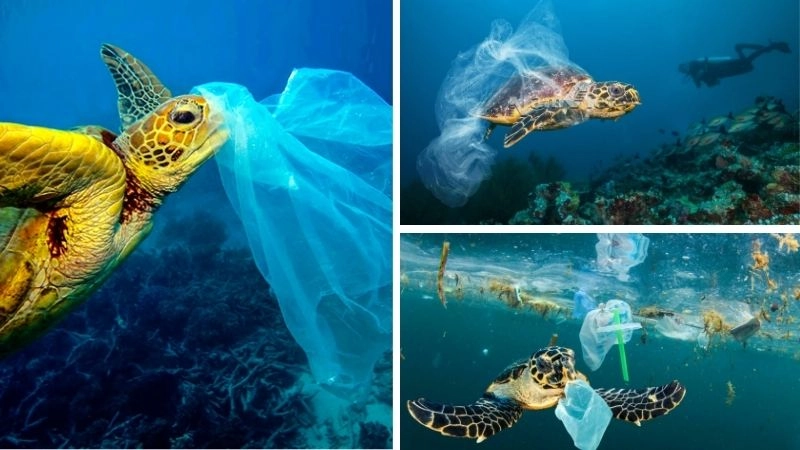 Ô nhiễm nhựa mối đe dọa đại dương