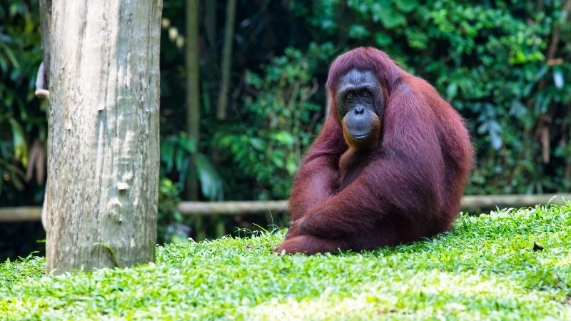 Động vật nguy cấp và mối đe dọa toàn cầu