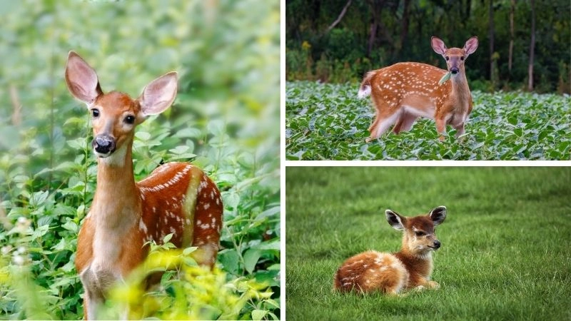 Động vật ăn cỏ và vai trò sinh thái