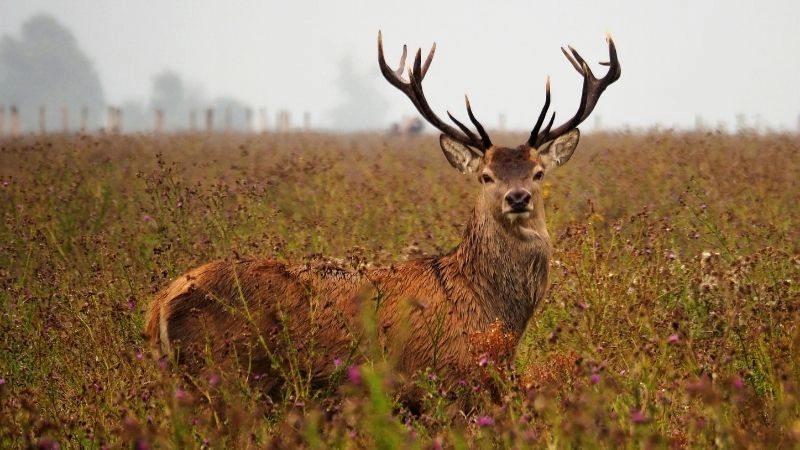 Hươu và hành vi ăn cỏ tự nhiên
