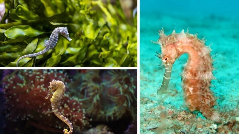 Sinh sản độc đáo trong thế giới động vật