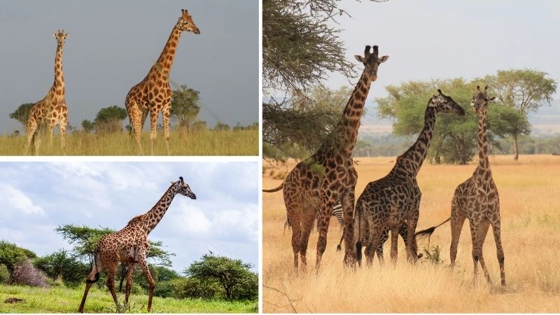 Cổ dài nhất lợi thế tiến hóa của hươu cao cổ