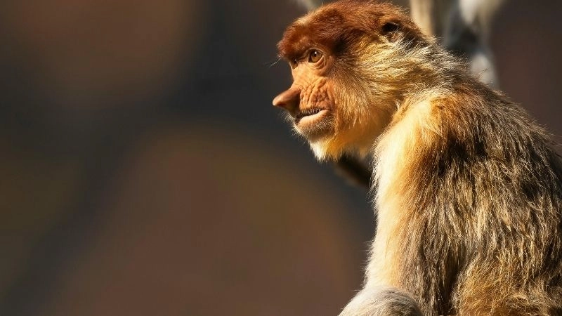 Đặc điểm động vật thích nghi của voi biển