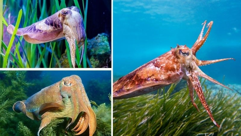 Mực khổng lồ quái vật huyền thoại biển