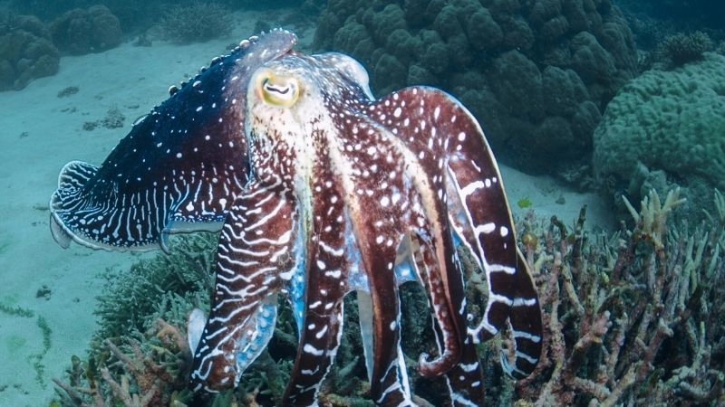 Mắt lớn nhất kỳ quan thị giác động vật