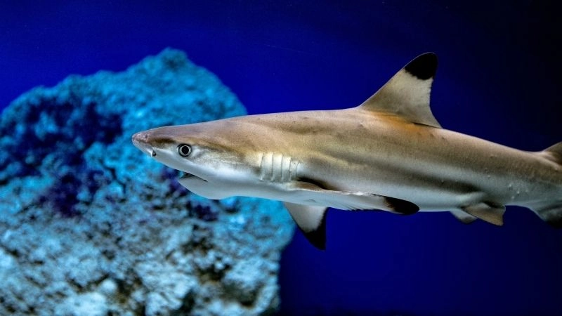 Cá mập miễn dịch sức mạnh sinh học biển