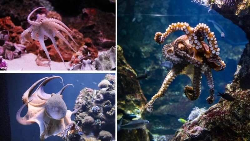 Động vật giống cây nghệ thuật ngụy trang