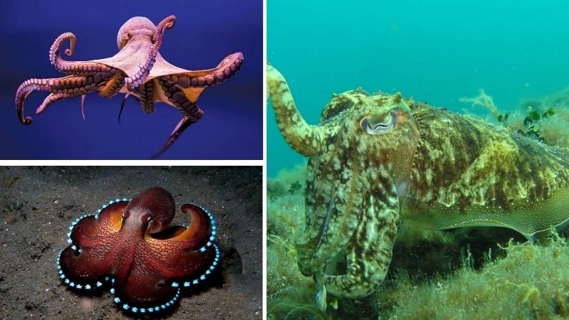 Ngụy trang động vật nghệ thuật sinh tồn