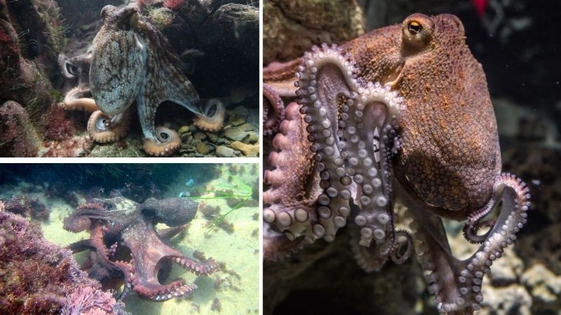 Tắc kè ngụy trang nghệ sĩ rừng nhiệt đới