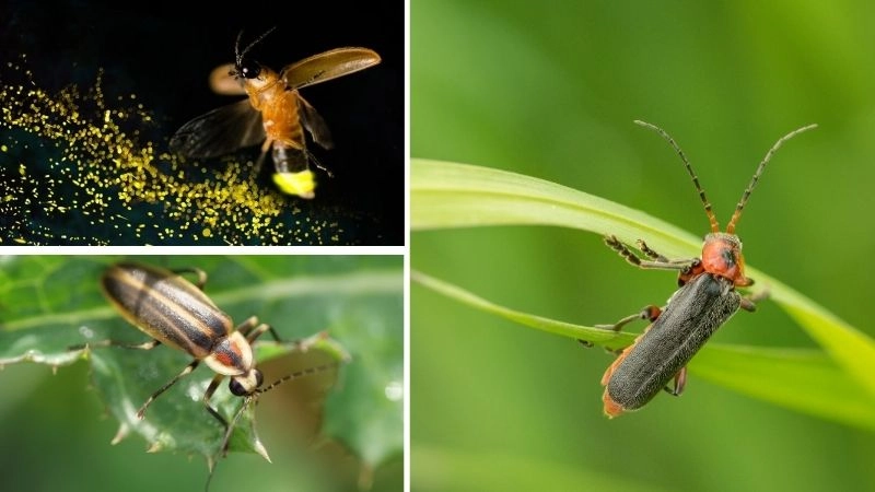 Động vật phát sáng kỳ diệu trong bóng tối