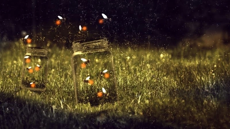 Đom đóm ánh sáng lung linh đêm hè