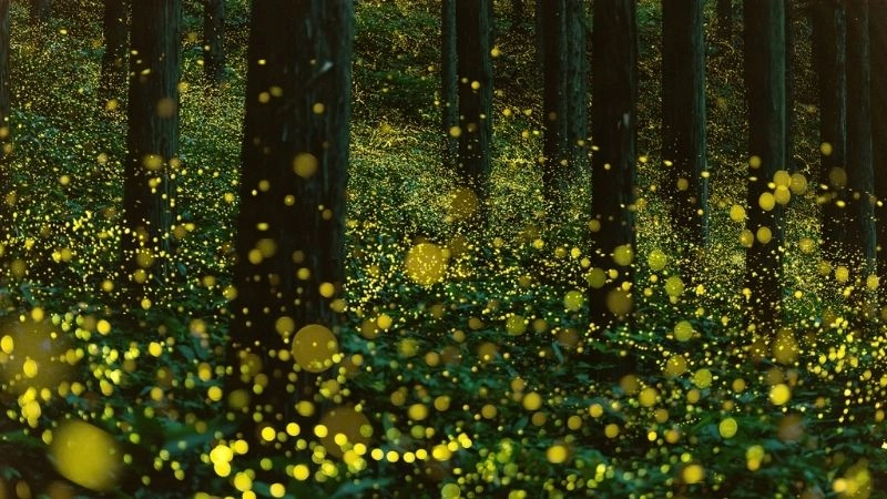 Sứa phát sáng vũ điệu ánh sáng đại dương