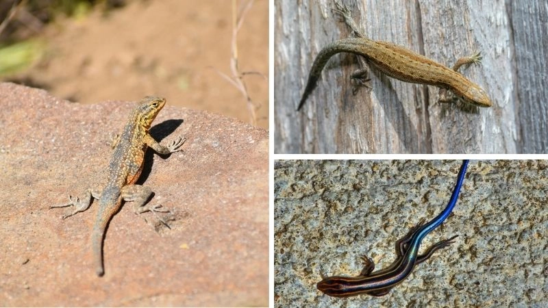 Động vật tái sinh kỳ tài của thiên nhiên