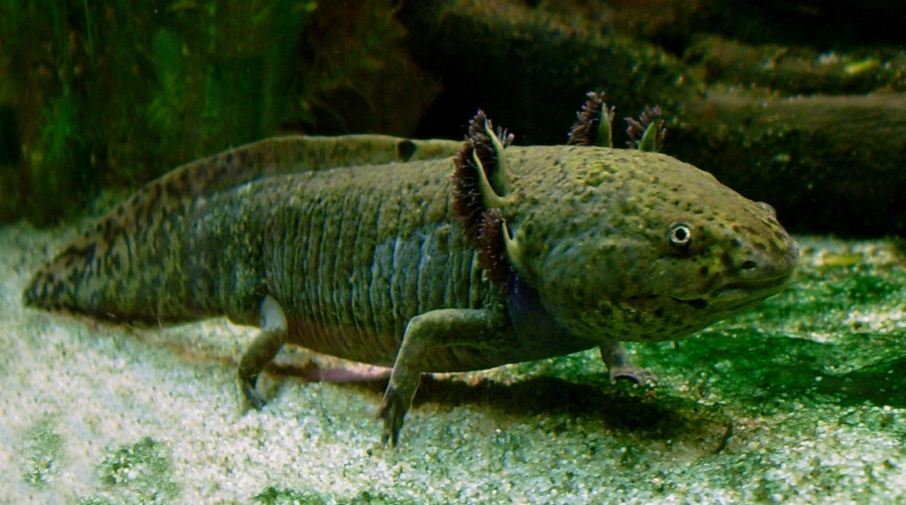 Khám phá vẻ ngoài kỳ lạ của Axolotl đáng yêu