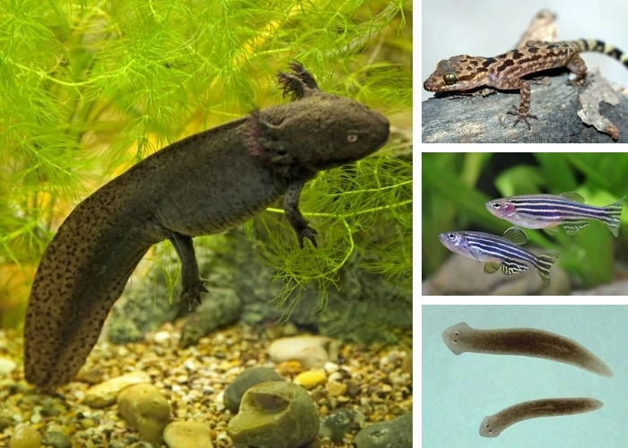 Nhiều loài có khả năng tái sinh cơ thể đầy bất ngờ