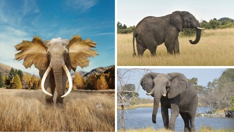 Mang thai lâu nhất và ý nghĩa sinh học