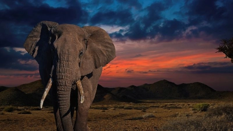 Sinh sản động vật và đa dạng sinh học