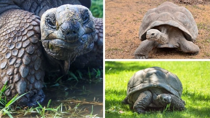 Động vật sống lâu kỷ lục trường thọ tự nhiên