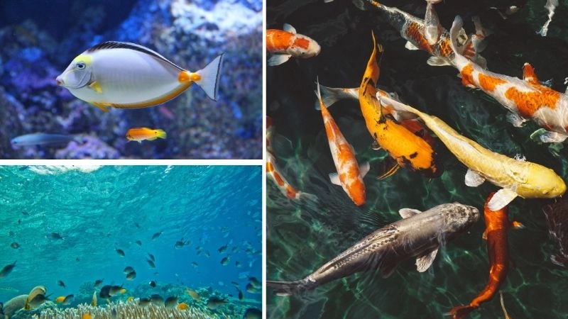 Đẻ nhiều con và ý nghĩa sinh học