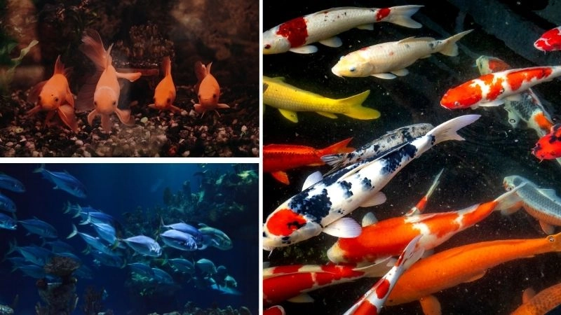 Sinh sản động vật và đa dạng sinh học