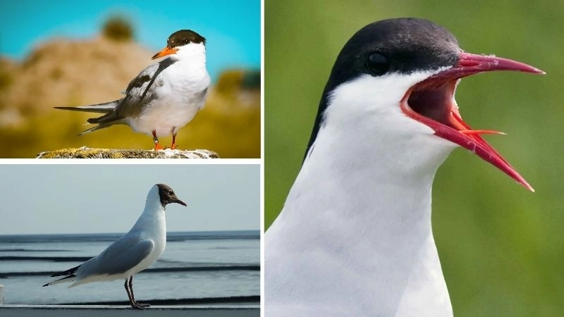 Di cư động vật hành trình sinh tồn tự nhiên