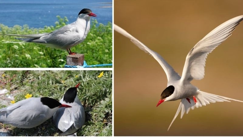 Khoảng cách di cư thử thách của thế giới động vật