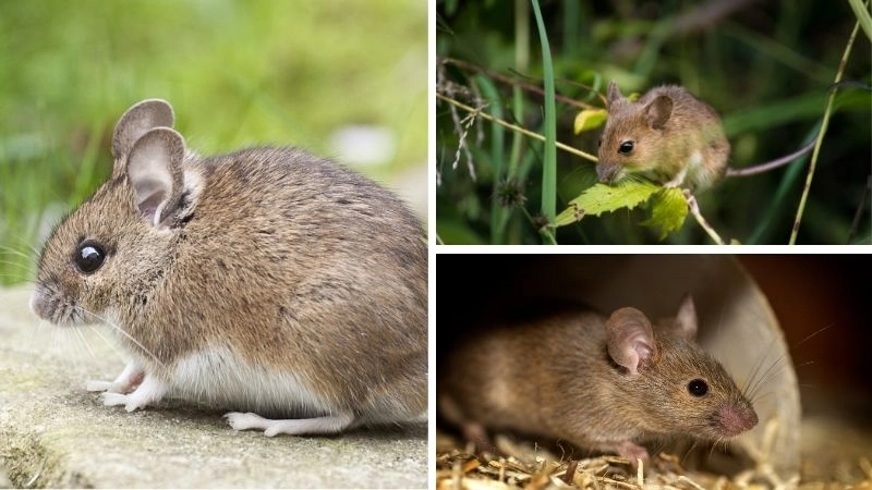 Động vật nghiên cứu khoa học đóng góp y học