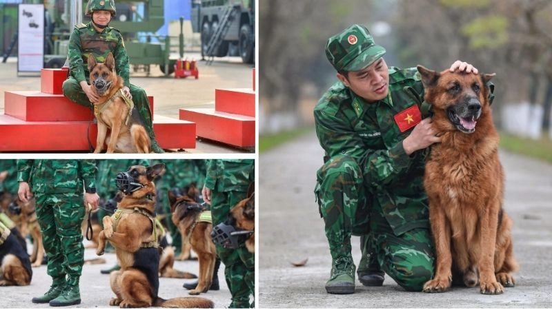 Huấn luyện cứu hộ kỹ năng của chó anh hùng