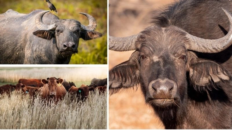 Trâu bò sức mạnh đồng ruộng Việt Nam