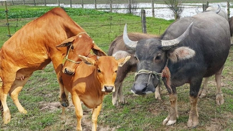 Động vật nông nghiệp cột trụ kinh tế nông thôn