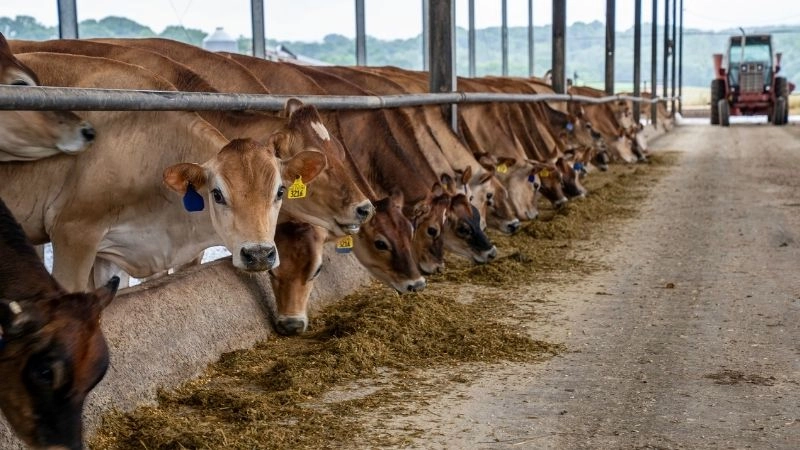 Chăn nuôi nền tảng phát triển nông nghiệp