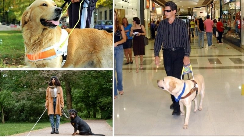 Chó dẫn đường người bạn đồng hành mù lòa