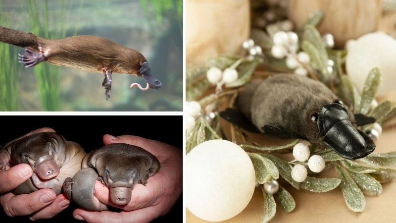 Động vật kỳ lạ sự đa dạng tự nhiên