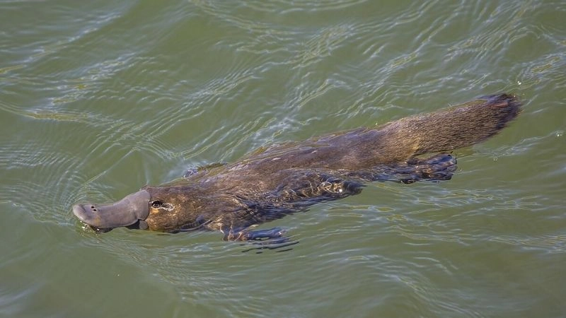 Thú mỏ vịt kỳ quan độc đáo của Úc