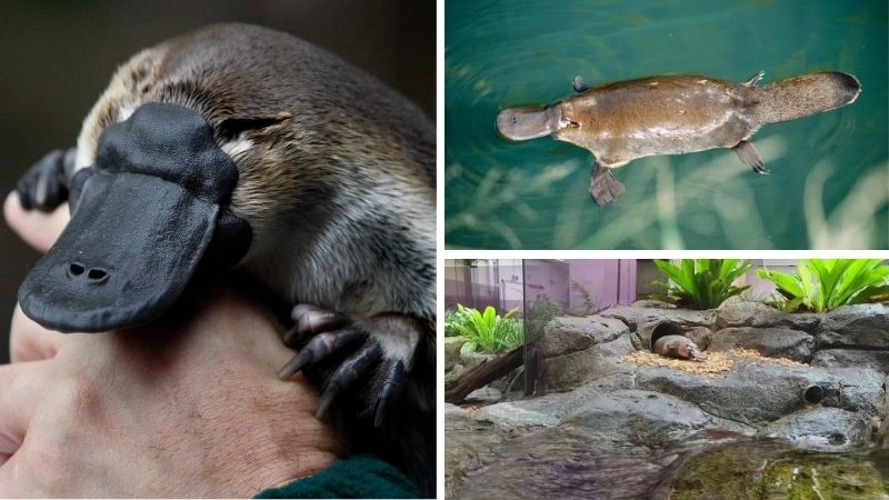 Động vật độc đáo bản sắc của tự nhiên