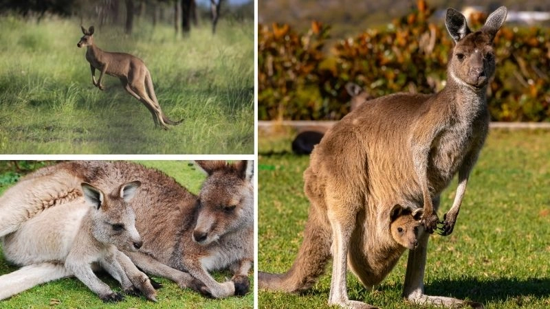 Biểu tượng Úc hình ảnh chuột túi và koala