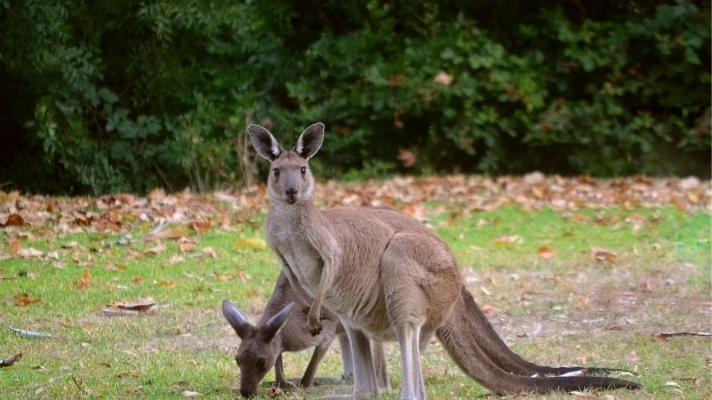 Động vật Úc sự đa dạng của hệ sinh thái