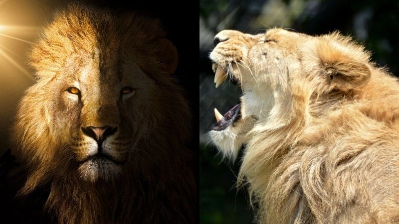 Sư tử dũng cảm chúa tể đồng cỏ châu Phi