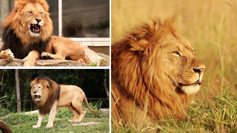 Biểu tượng dũng cảm hình ảnh sư tử uy nghi