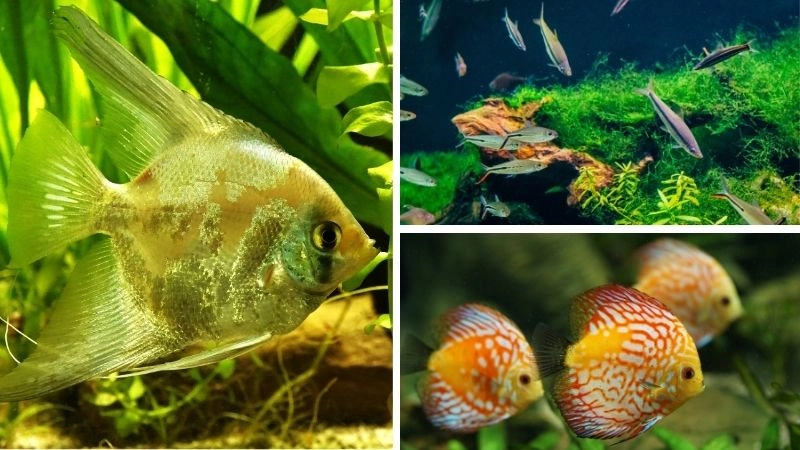 Động vật làm sạch nước người hùng sinh thái