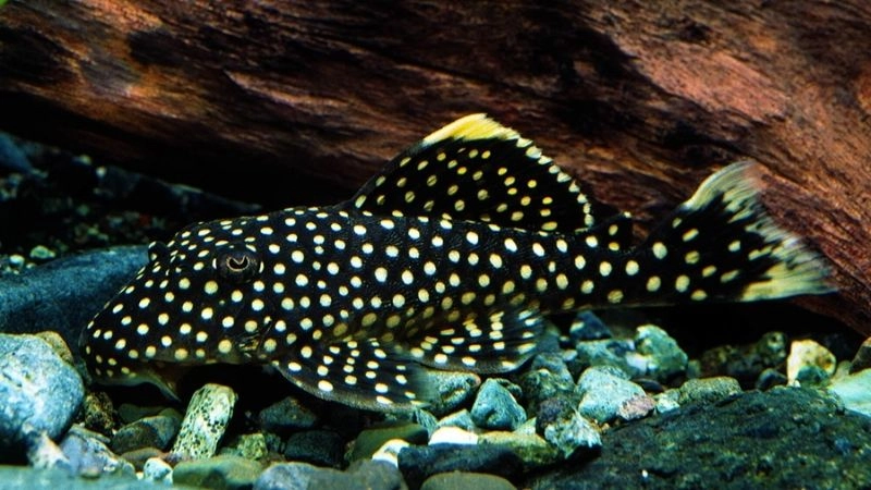 Hệ sinh thái nước cân bằng tự nhiên