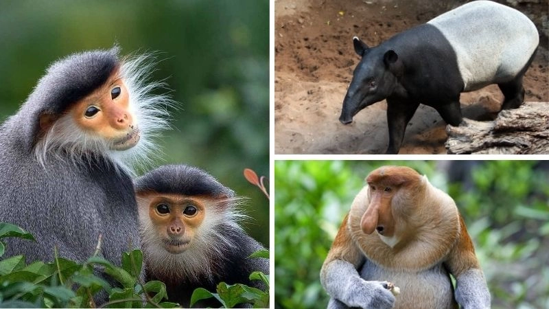 Sách đỏ danh sách cứu lấy loài nguy cấp