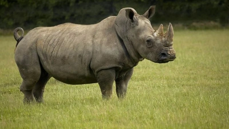 Động vật nguy cấp mối lo lớn của thiên nhiên