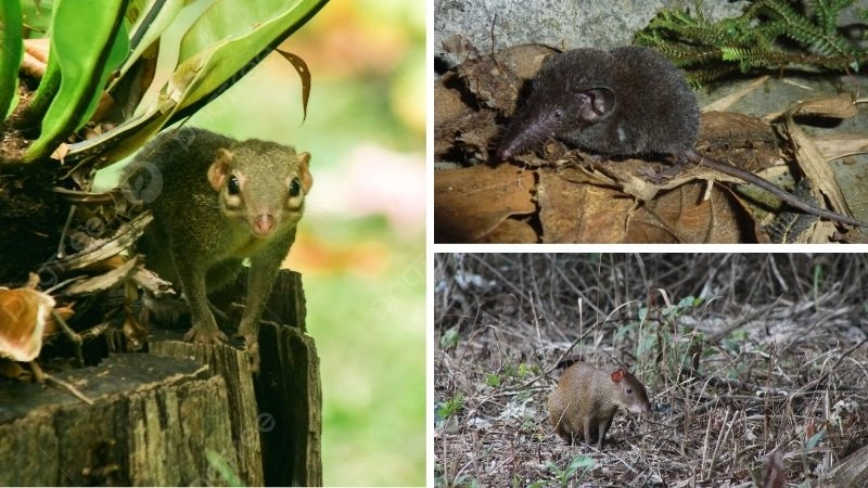 Chuột chù lùn và vai trò sinh thái