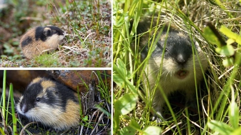 Động vật hoang dã kỳ quan của thế giới tự nhiên